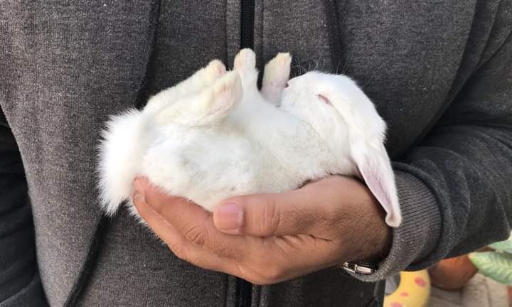 rabbit in childs hand
